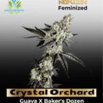 Crystal Orchard (Feminized) - Exotic Genetix