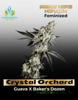 Crystal Orchard (Feminized) (space) Exotic Genetix