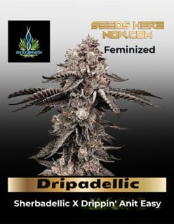 Dripadellic (Feminized) (Space) Exotic Genetix – Dripadellic (Feminized) (space) Exotic Genetix