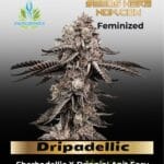 Dripadellic (Feminized) - Exotic Genetix