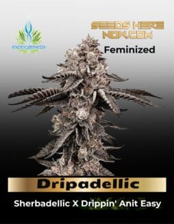 Dripadellic (Feminized) (space) Exotic Genetix