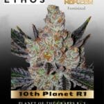 10th Planet R1 (Feminized) - Ethos Genetics