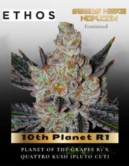 10th Planet R1 (Feminized) (space) Ethos Genetics