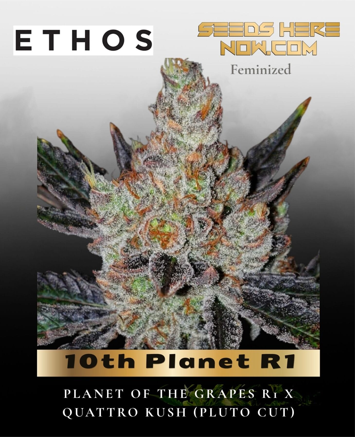 10th Planet R1 (Feminized) - Ethos Genetics