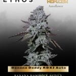 Banana Daddy RBX2 Auto (Feminized) - Ethos Genetics