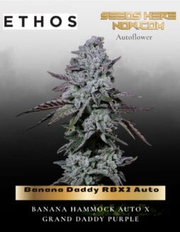 Banana Daddy RBX2 Auto (Feminized) (space) Ethos Genetics