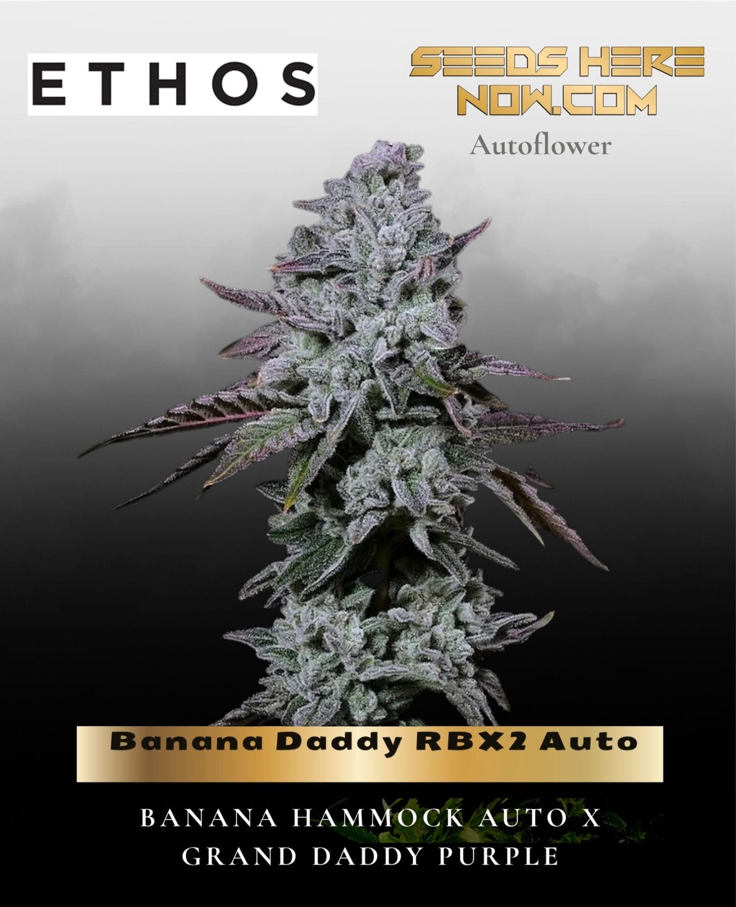 Banana Daddy RBX2 Auto (Feminized) - Ethos Genetics