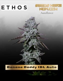 Banana Daddy IBL Auto (Feminized) (space) Ethos Genetics