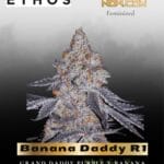 Banana Daddy R1 (Feminized) - Ethos Genetics