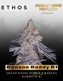 Banana Daddy R1 (Feminized) (space) Ethos Genetics