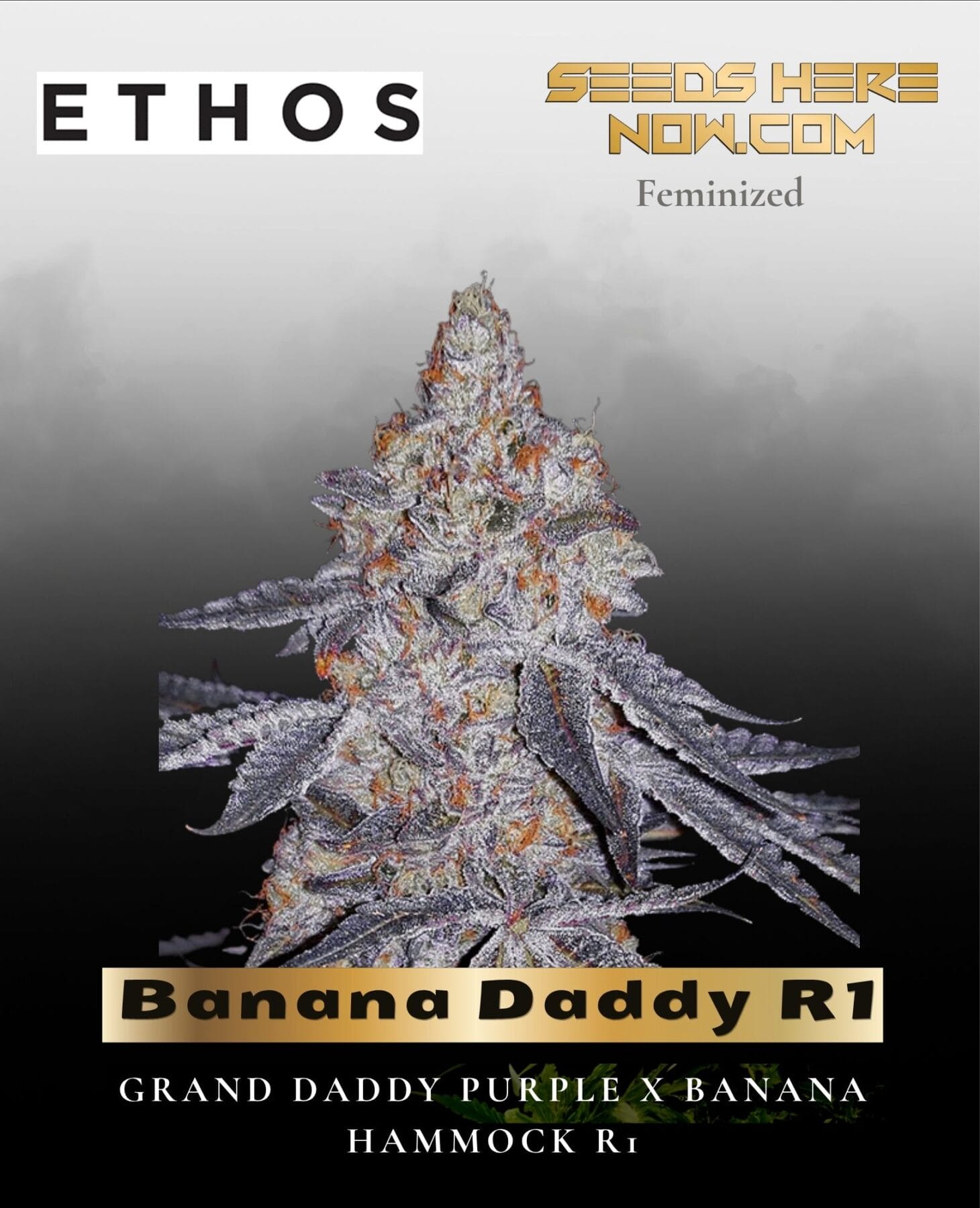 Banana Daddy R1 (Feminized) - Ethos Genetics