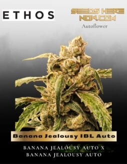 Banana Jealousy IBL Auto (Feminized) (space) Ethos Genetics