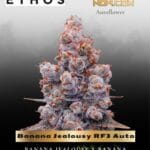Banana Jealousy RF3 Auto (Feminized) - Ethos Genetics