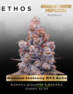 Banana Jealousy RF3 Auto (Feminized) (space) Ethos Genetics