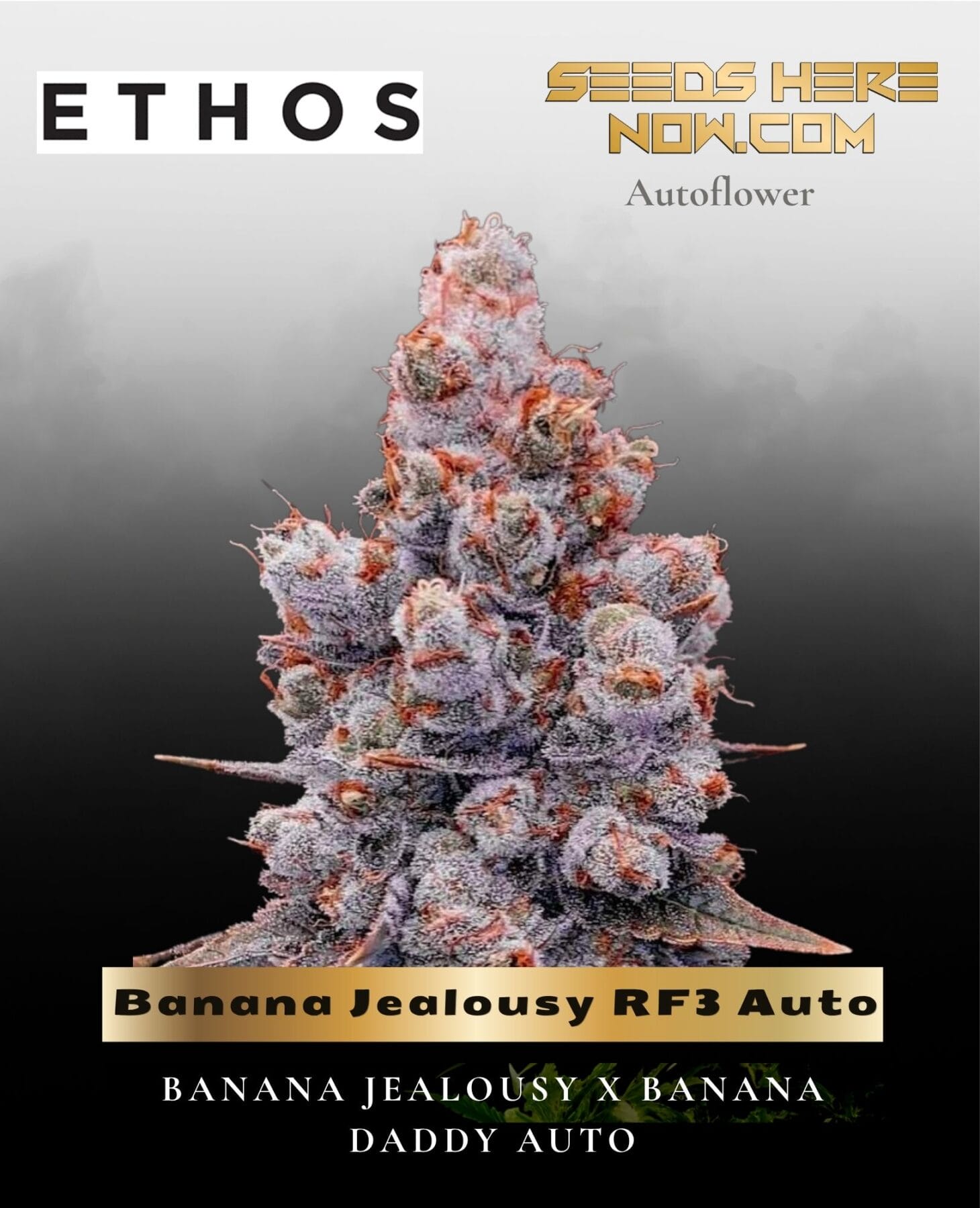 Banana Jealousy RF3 Auto (Feminized) - Ethos Genetics