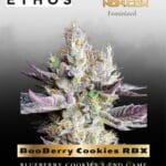 BooBerry Cookies RBX (Feminized) - Ethos Genetics