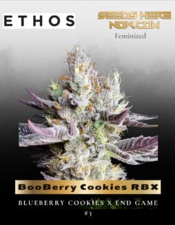 BooBerry Cookies RBX (Feminized) (space) Ethos Genetics