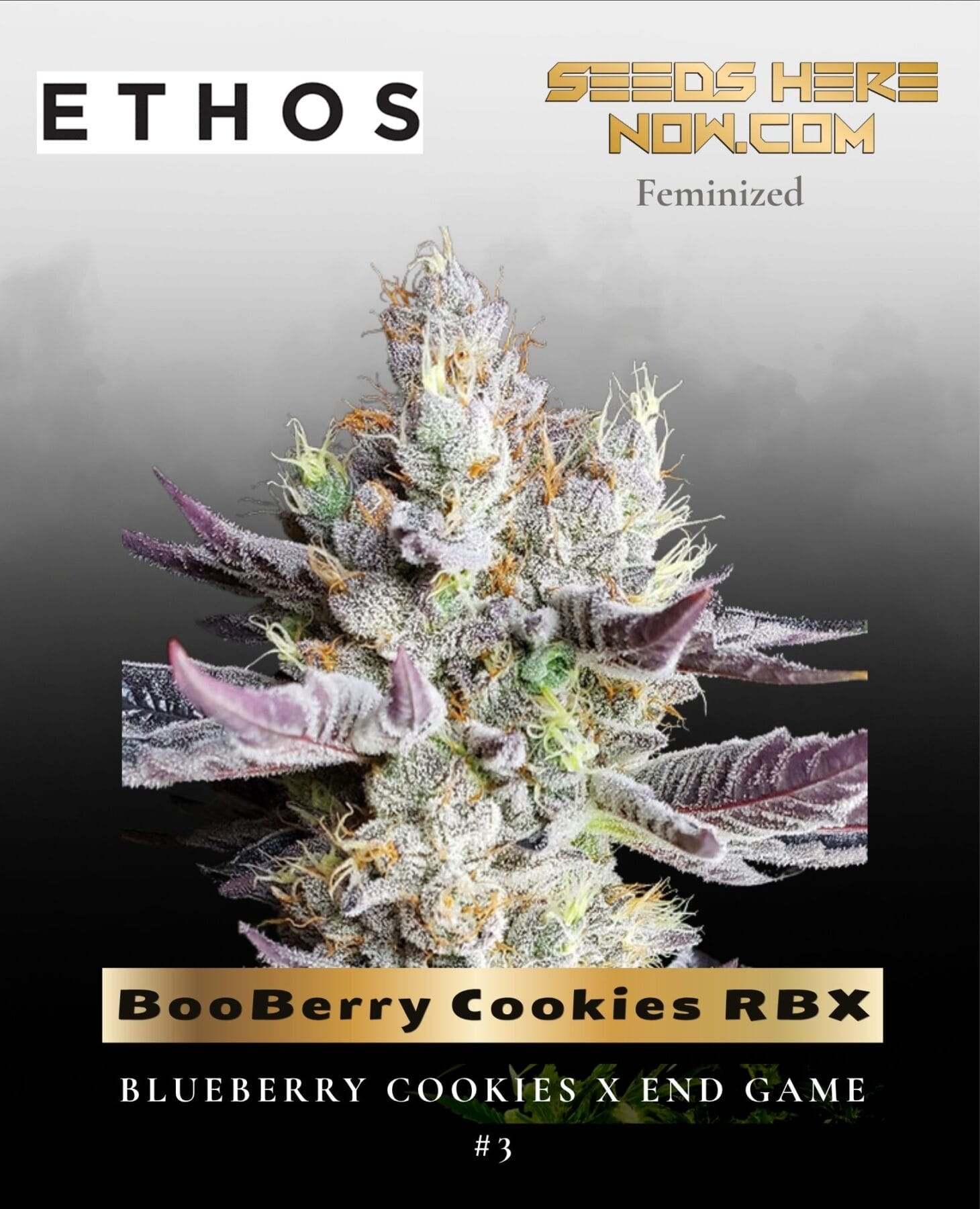 BooBerry Cookies RBX (Feminized) - Ethos Genetics