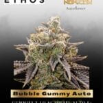 Bubble Gummy Auto (Feminized) - Ethos Genetics