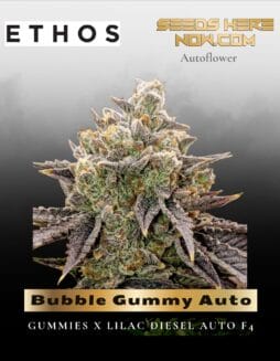 Bubble Gummy Auto (Feminized) (space) Ethos Genetics