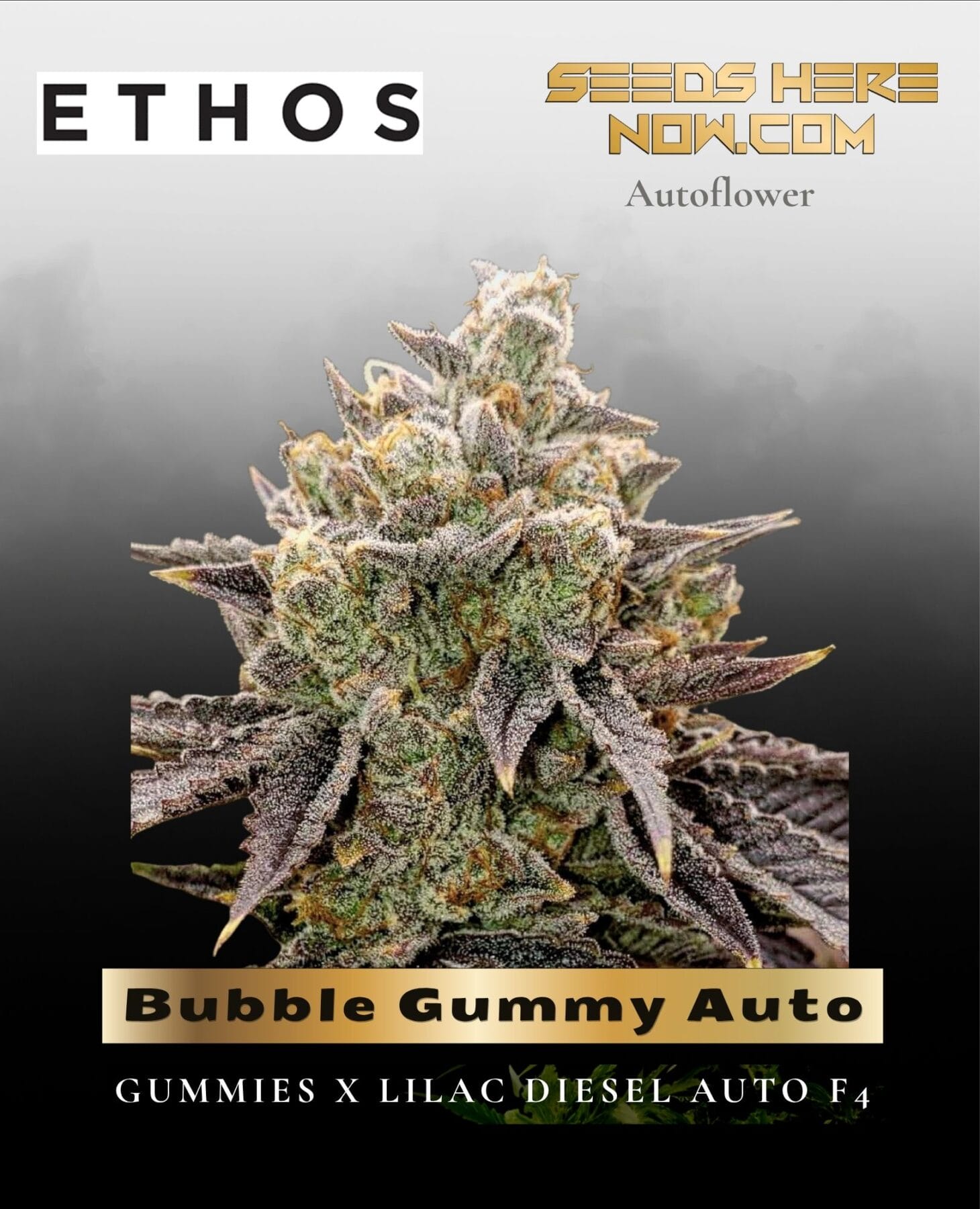 Bubble Gummy Auto (Feminized) - Ethos Genetics