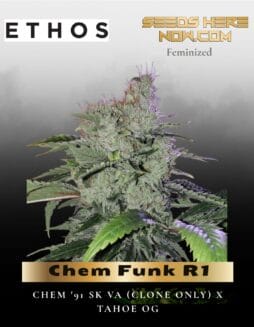 Chem Funk R1 (Feminized) (space) Ethos Genetics