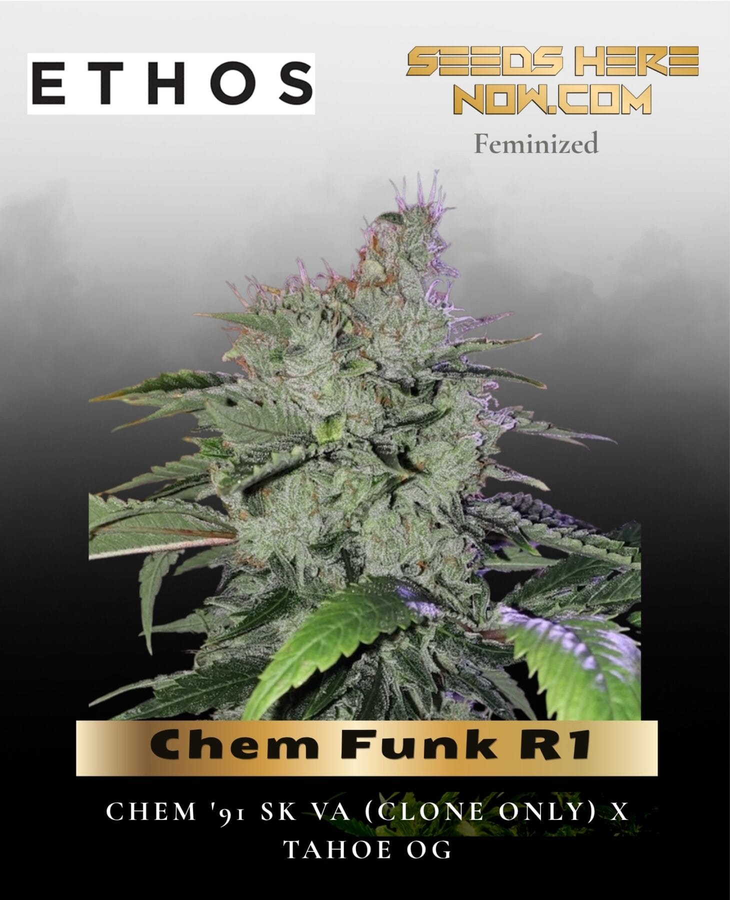 Chem Funk R1 (Feminized) - Ethos Genetics