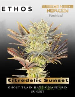 Citradelic Sunset (Feminized) (space) Ethos Genetics