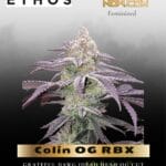 Colin OG RBX (Feminized) - Ethos Genetics