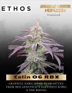 Colin OG RBX (Feminized) (space) Ethos Genetics