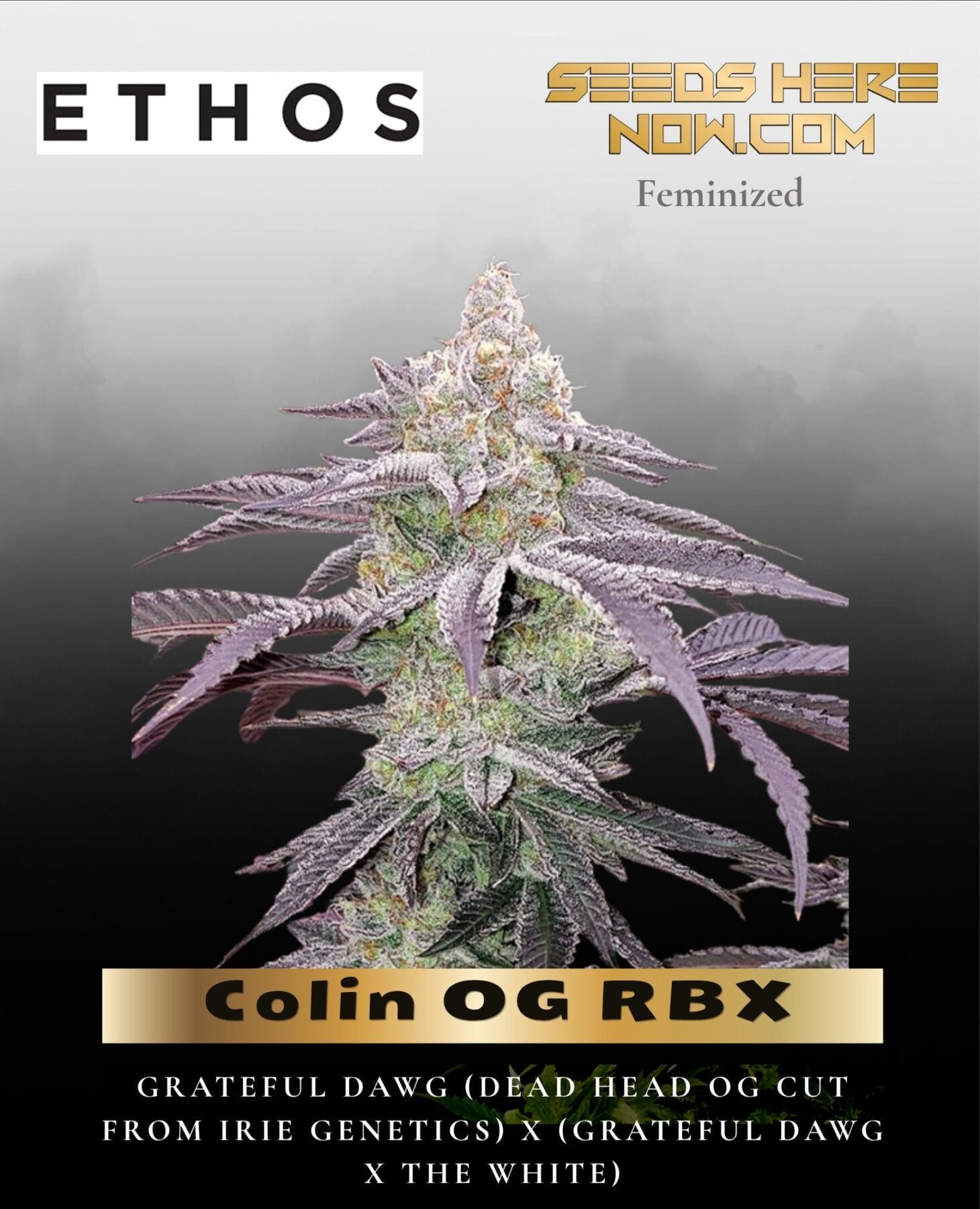 Colin OG RBX (Feminized) - Ethos Genetics