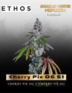 Cherry Pie OG S1 (Feminized) (space) Ethos Genetics