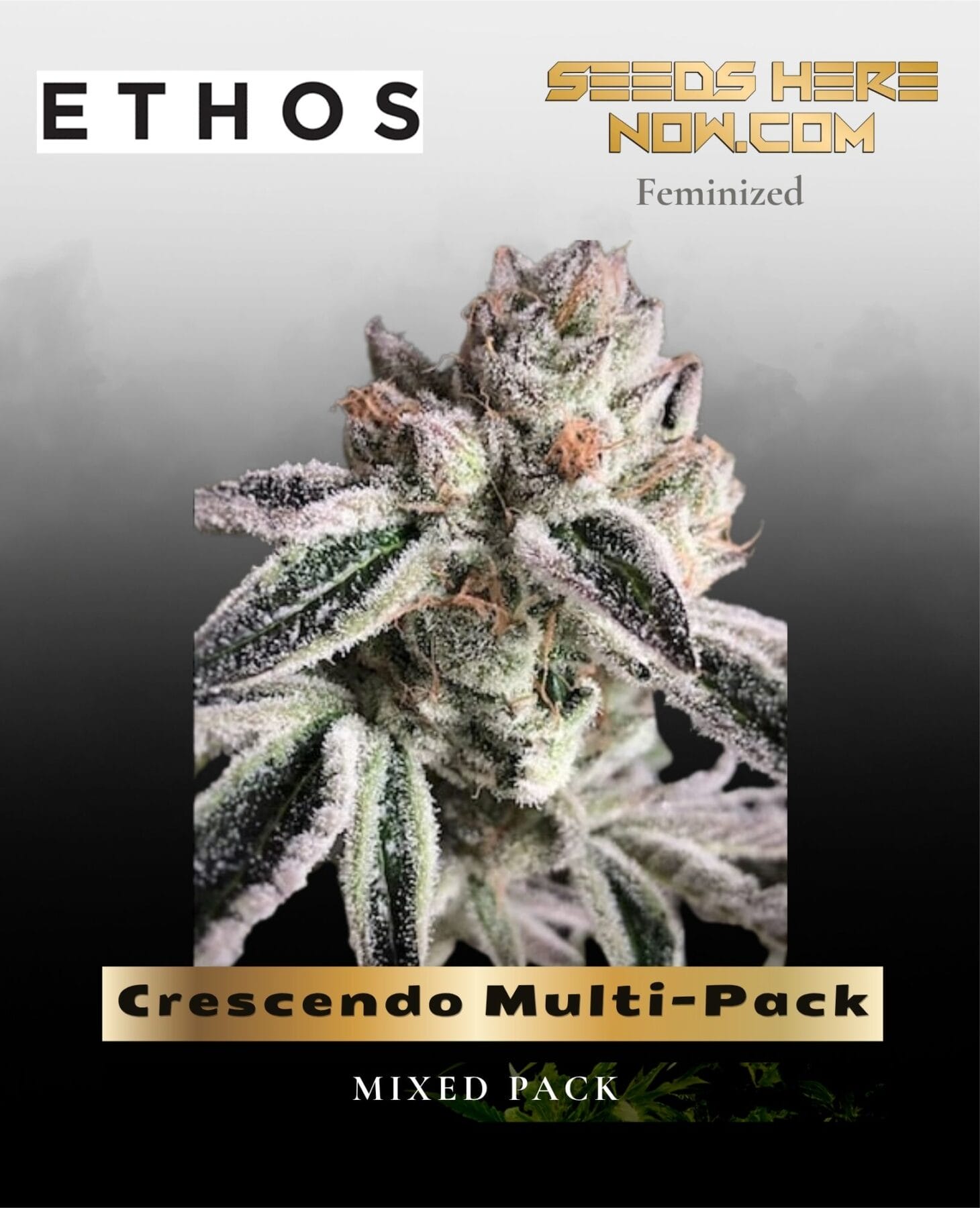 Crescendo Multi-Pack (Feminized) - Ethos Genetics