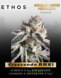 Crescendo RBX1 (Feminized) (space) Ethos Genetics
