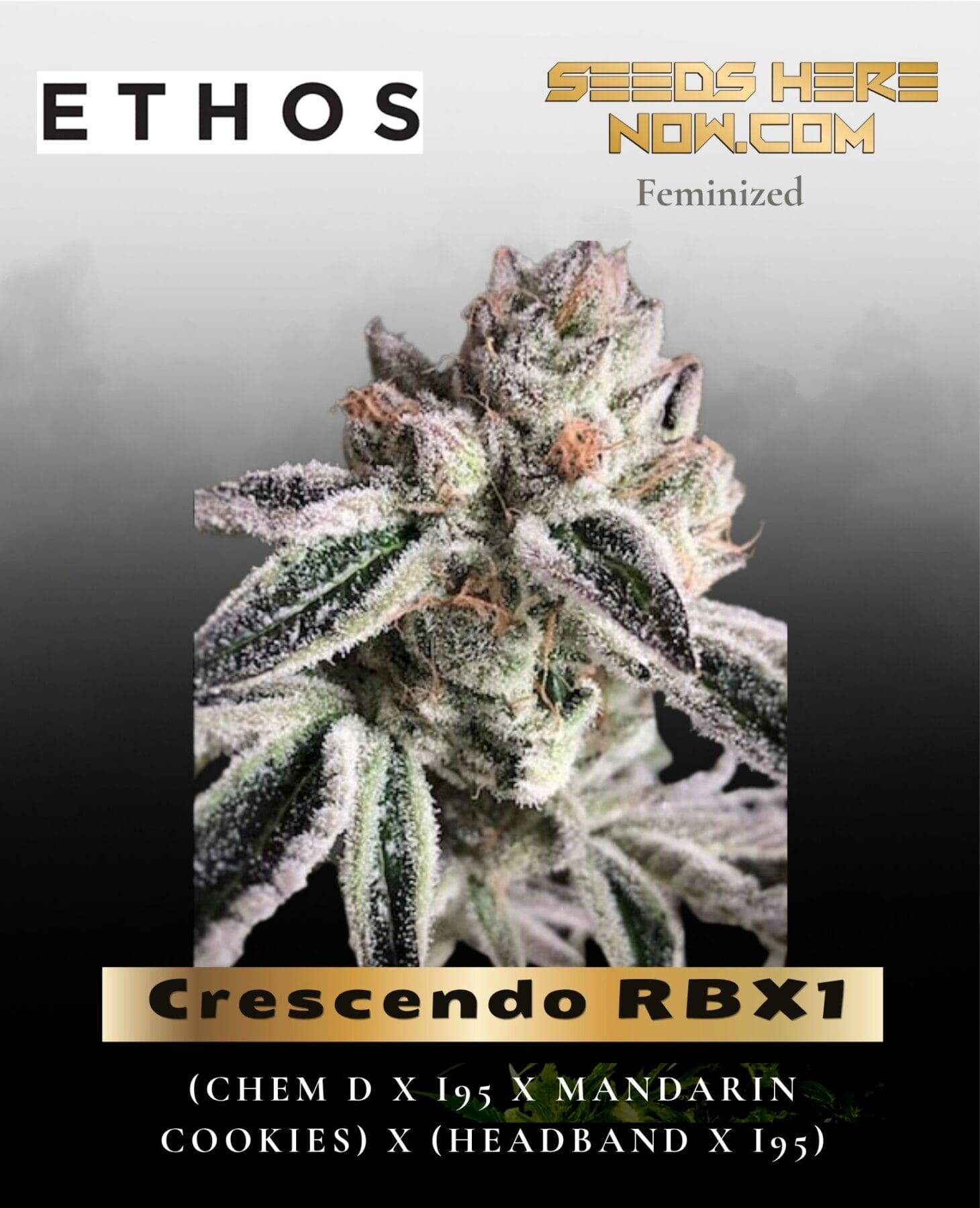 Crescendo RBX1 (Feminized) - Ethos Genetics