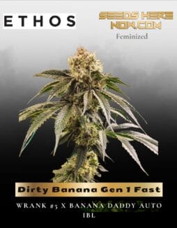 Dirty Banana Gen 1 Fast (Feminized) (space) Ethos Genetics