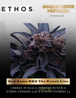 End Game RBX The Punch Line (Feminized) (space) Ethos Genetics