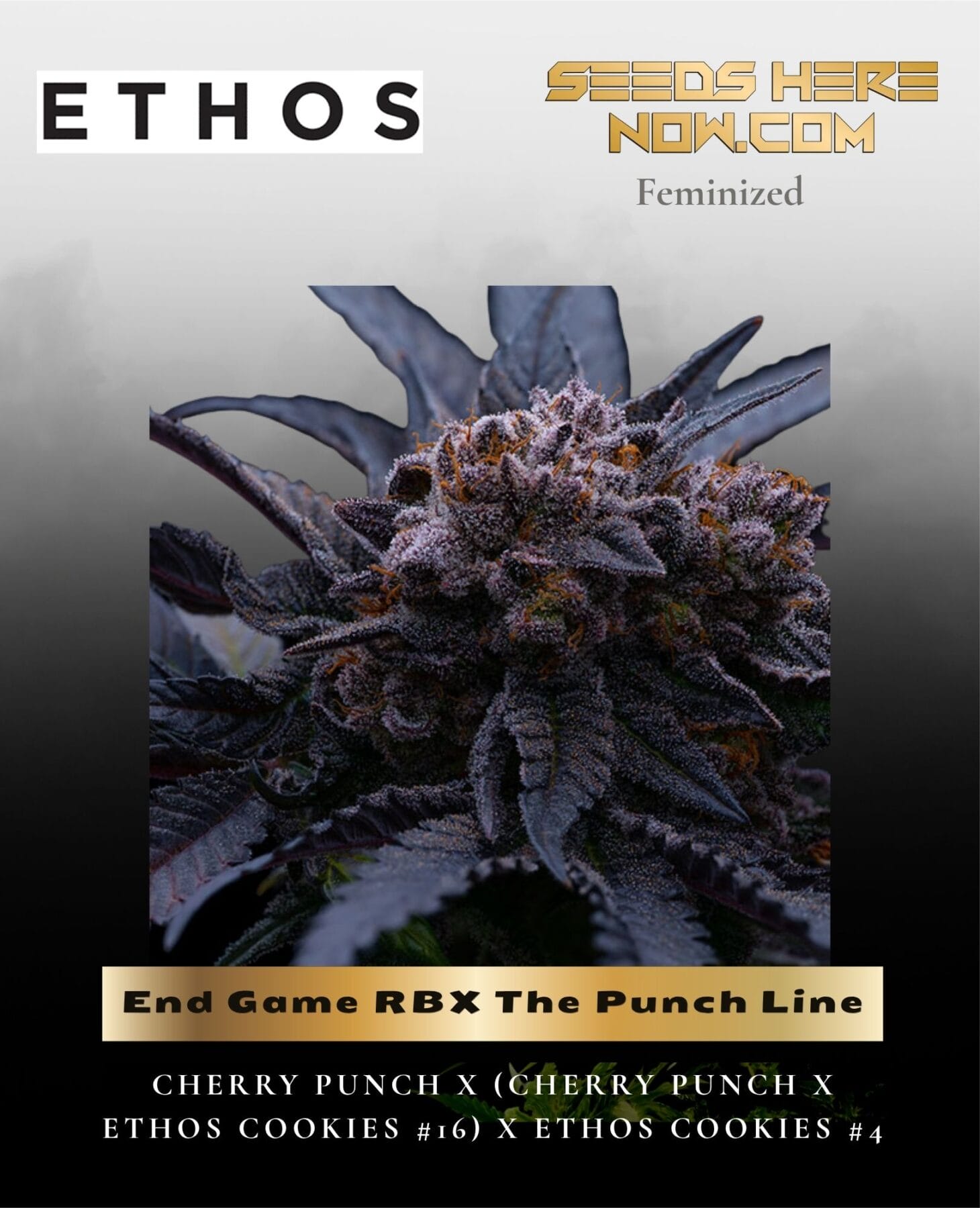End Game RBX The Punch Line (Feminized) - Ethos Genetics