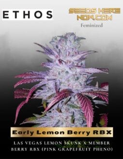 Early Lemon Berry RBX (Feminized) (space) Ethos Genetics