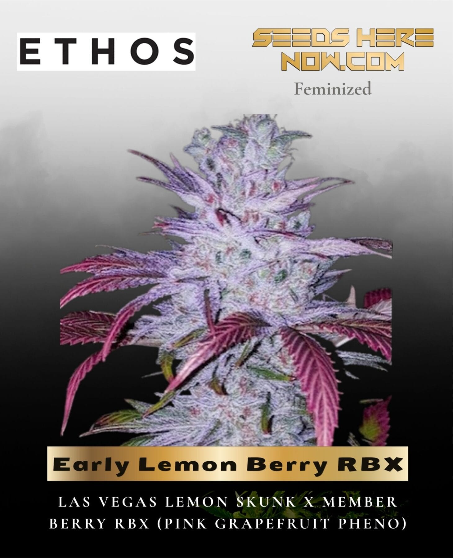 Early Lemon Berry RBX (Feminized) - Ethos Genetics