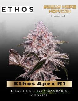 Ethos Apex R1 (Feminized) (space) Ethos Genetics