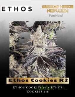 Ethos Cookies R2 (Feminized) (space) Ethos Genetics