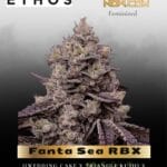 Fanta Sea RBX (Feminized) - Ethos Genetics