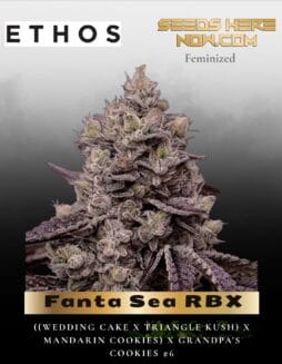 Fanta Sea RBX (Feminized) (space) Ethos Genetics