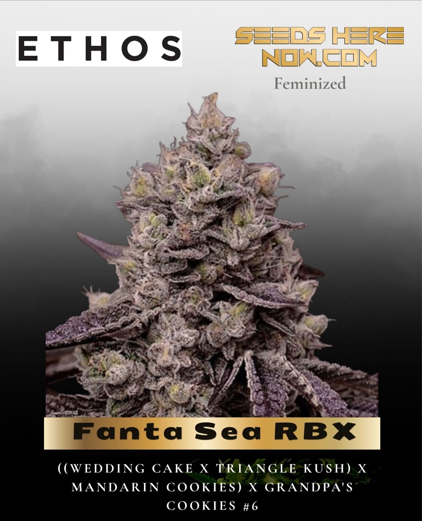 Fanta Sea RBX (Feminized) - Ethos Genetics