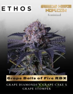 Grape Balls of Fire RBx (Feminized) (space) Ethos Genetics