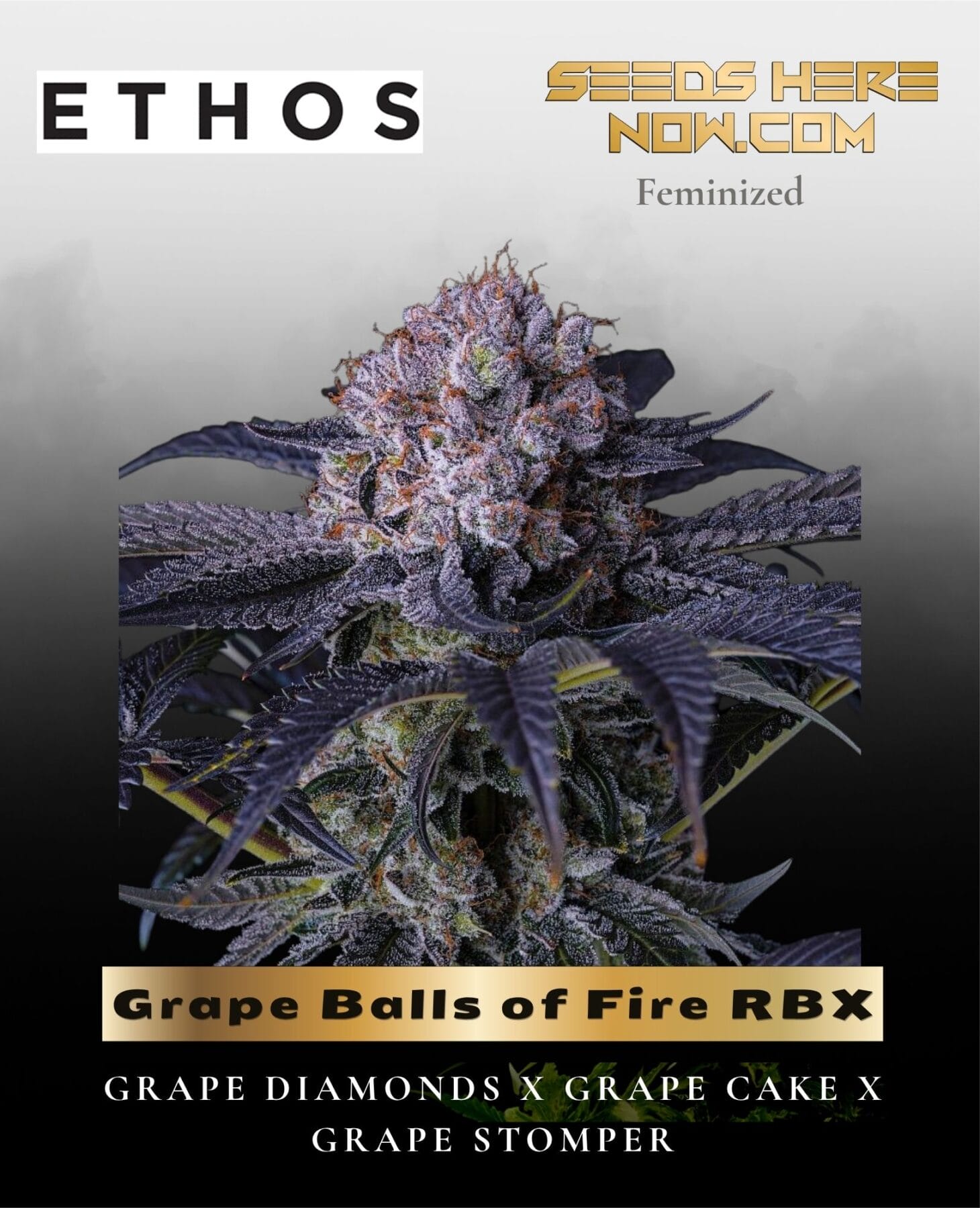 Grape Balls of Fire RBx (Feminized) - Ethos Genetics