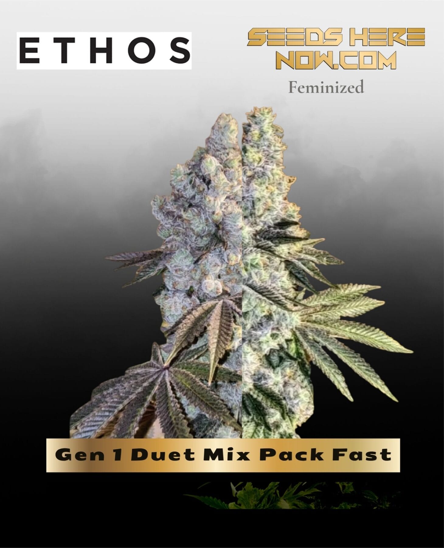 Gen 1 Duet Mix Pack Fast (Feminized) - Ethos Genetics