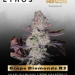 Grape Diamonds R2 (Feminized) - Ethos Genetics