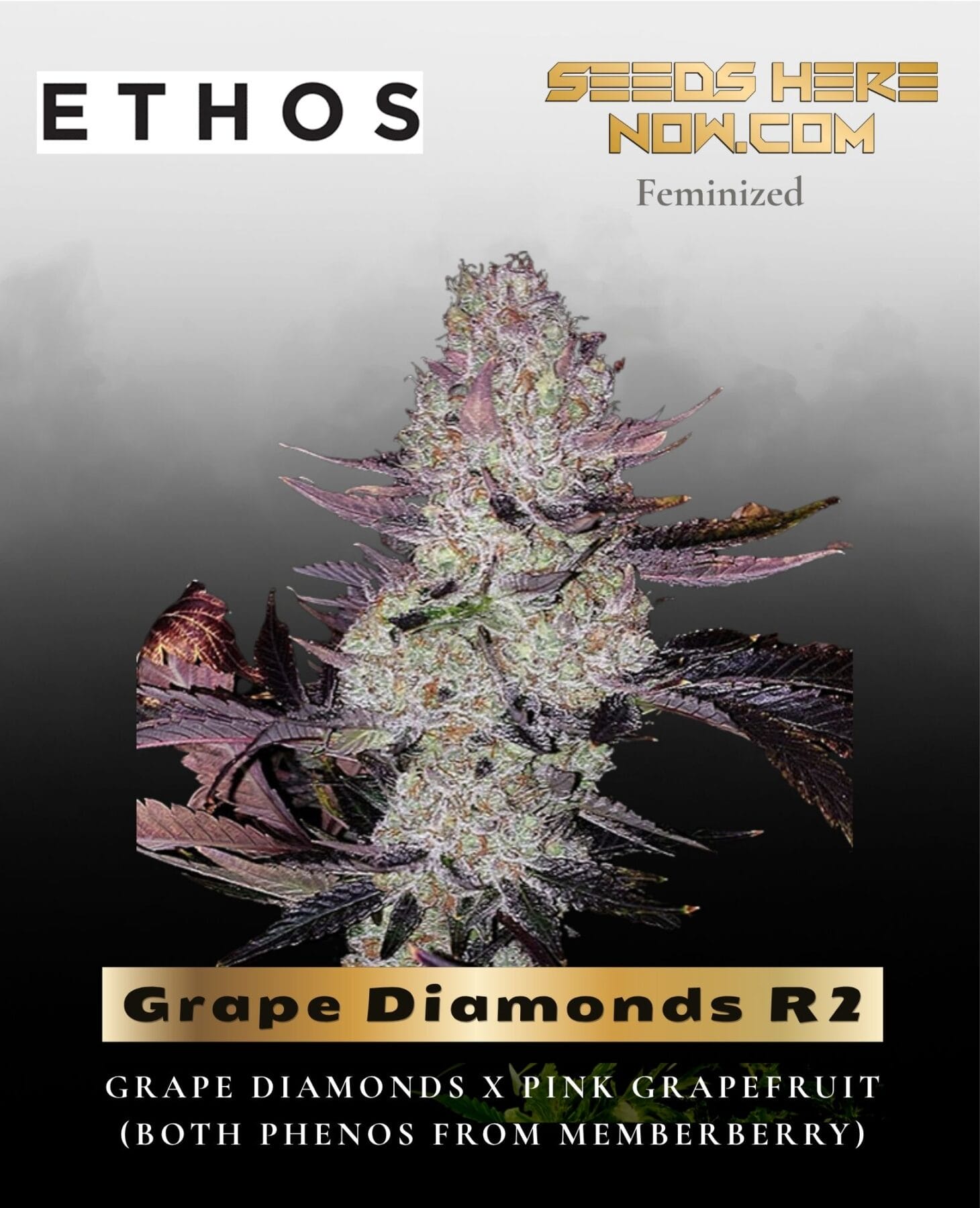 Grape Diamonds R2 (Feminized) - Ethos Genetics